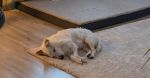 Wird garantiert nie von KI ersetzt: Ein süßer fluffiger Wuff namens Bella
