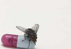 Red Hot Chili Peppers - I'm With You Red Hot Chili Peppers Im With You